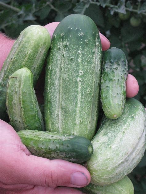 National Pickling Cucumber White Harvest Seed Company