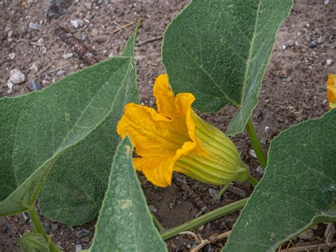 Buffalo Gourd (Cucurbita foetidissima) - Travel To Eat