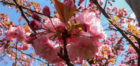 Hanami Tradiție Estetică și Sărbătoare 27 martie în Japonia Ziua