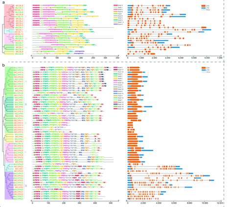 Analyses on phylogenetic relationships, motifs, and gene structure of ... 