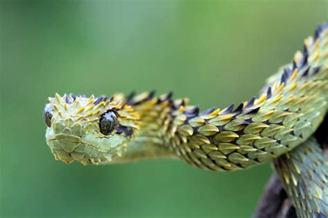 Snake Profile African Bush Viper 8 Amazing Photos Snake Profile