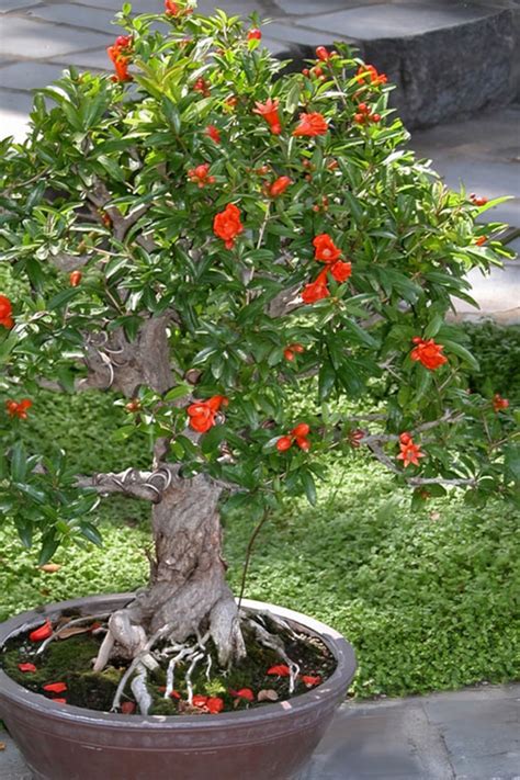 Buy Dwarf Pomegranate Punica Granatum Nana Free Shipping Wilson