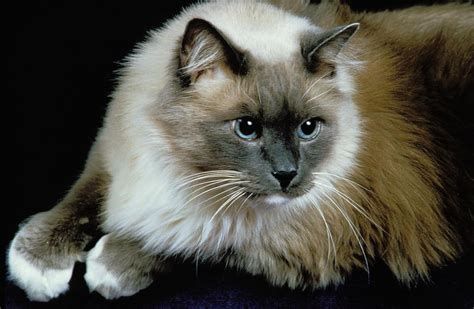 The Largest Ragdoll Cat Size - Bright Whiskers