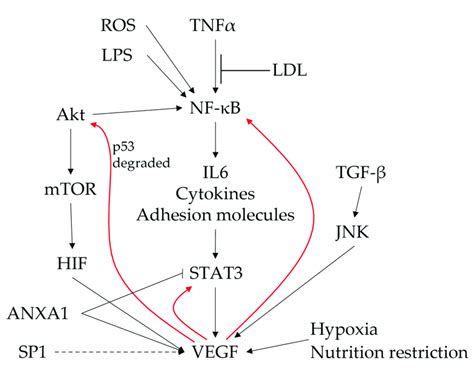 The Central Role Of The Vegf And Nf B Pathway In The Control Of