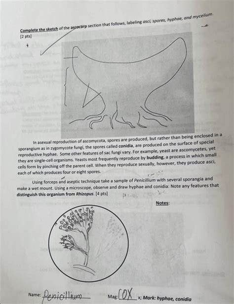 Solved [2pts)∘ In asexual reproduction of ascomycota, spores | Chegg.com