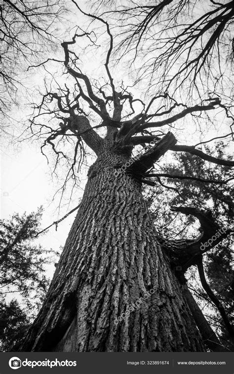 Old Dead Oak Tree Black White Bony Stock Photo By Yayimages