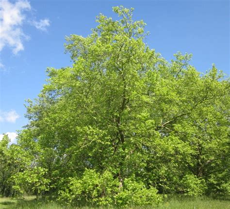 Oriental Plane - Tree Guide UK - Oriental Plane tree identification