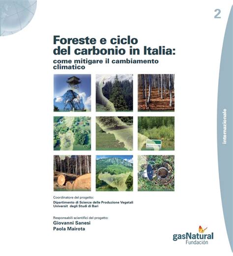 Los Bosques Y El Ciclo Del Carbono Como Mitigar El Cambio Climático Fundación Naturgy