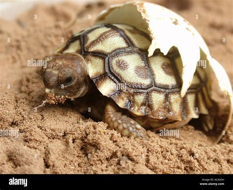 Hatching Chaco Tortoise Geochelone Chilensis Gran Chaco Paraguay