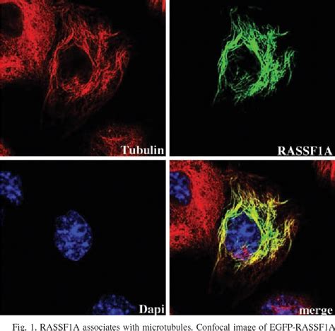 Figure 1 From A Role For The RASSF1A Tumor Suppressor In The Regulation