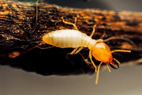 Atkins Termite Treatment In Mid Missouri