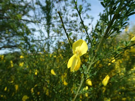 Cytisus scoparius L Link 1822 T Lefort 2024 Vendée Flickr