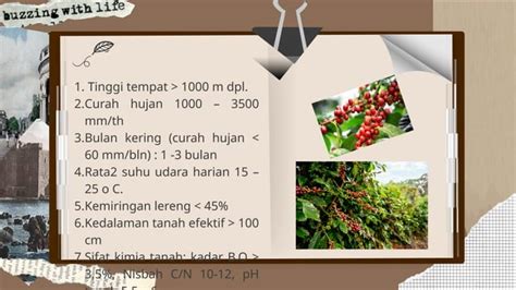 Pembibitan Generatif Tanaman Kopi Yang Tradisional Dan Modern PPT