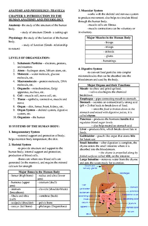 Anatomy And Physiology Chapter Quizlet