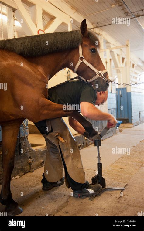 Farrier At Work Stock Photo Alamy