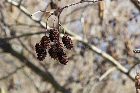 Small Branch Of Black Alder Alnus Glutinosa With Male Catkins And