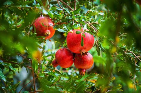 Qu Rboles Frutales Requieren Poca Agua Y Mucho Sol