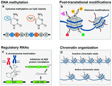 Epigenetic Modifications In PBC A DNA Methylation Refers To The