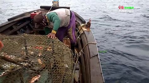 Alhamdulillah Tarik Perangkap Ikan Panen Kerapu Kurisi Anggoli Kakap