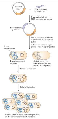 Recombinant Dna Technology Flashcards Quizlet