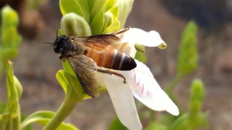 Apis cerana indica - Alchetron, The Free Social Encyclopedia