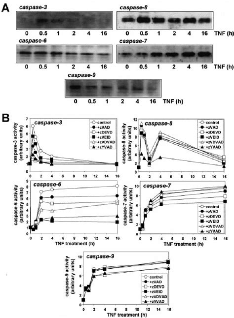 TNF Induced Caspase Activation In HeLa TNFR2 Cells And Inhibition By