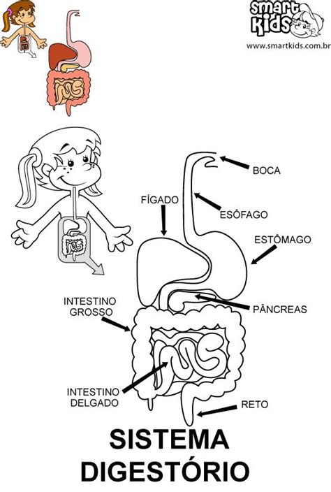 Sistema Digestivo Em Branco Para Crianças