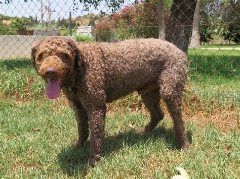 Curly perro adopción Perro de agua español Perrera de los Barrios