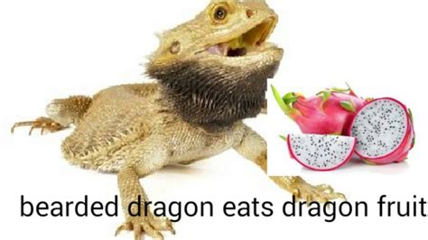 Can Bearded Dragons Eat Dragon Fruit? Benefits, Risks & Tips