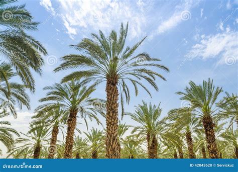 High Figs Date Palm Trees In Middle East Orchard Stock Photo Image Of