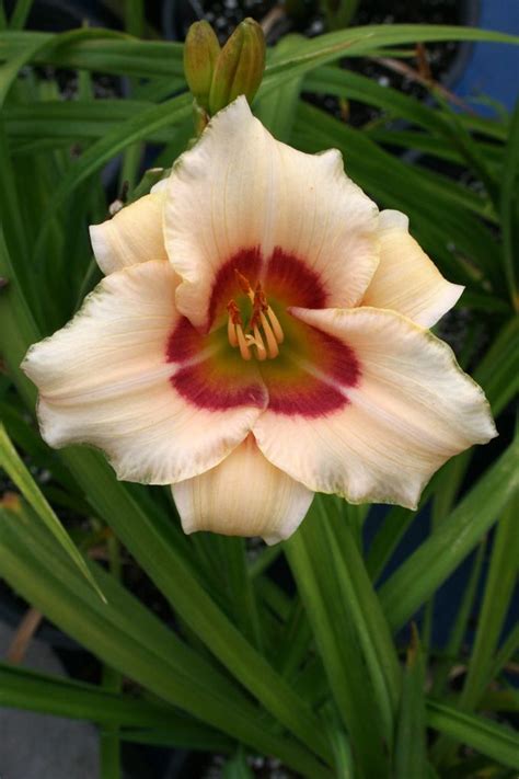 Pandora S Box Rebloomer And Fragrant Grows To 50cm 20 High