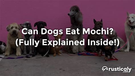 Can Dogs Eat Mochi You Should Absolutely Know This