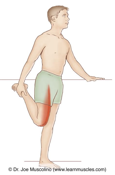 Quadriceps Femoris Group Stretching Learn Muscles