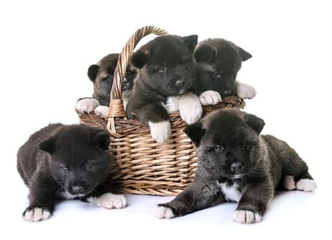 Premium Photo | Puppies american akita