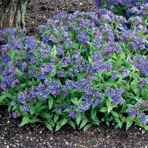 Pulmonaria Terra Nova® Nurseries Inc