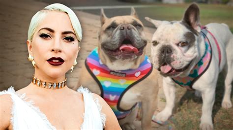 Los Perros De Lady Gaga Fueron Encontrados Amarrados A Un Poste En Un Callejón Univision