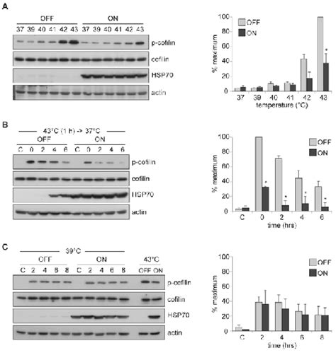 Analysis Of Heat Induced Cofilin Phosphorylation And Its Inhibition By