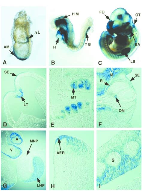 Expression Pattern Of BMP7 LacZ Allele During Early Embryogenesis Is