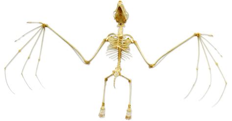 Bat Skeleton Diagram