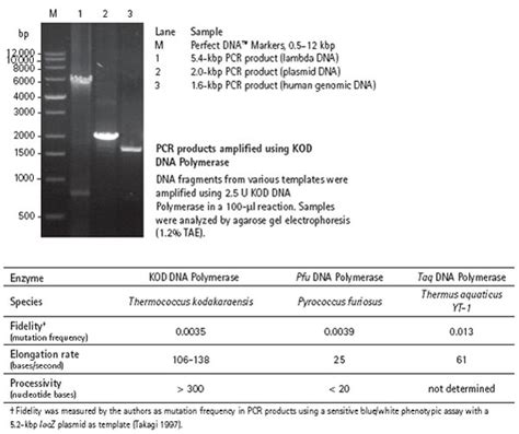 Kod Dna Polymerase 71085