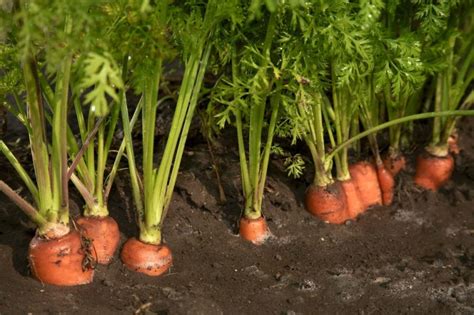 Como Plantar Cenoura Em Casa Plantio Cultivo E Colheita