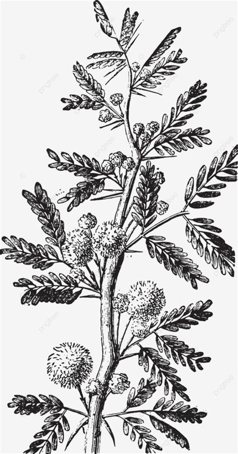 Mimosa Vector Design Images Mimosa Ancient Antique Art Artwork Vie