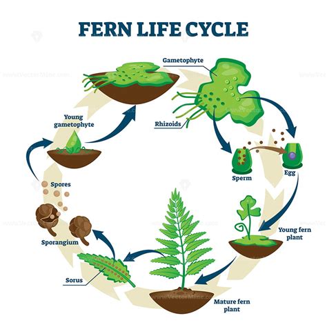 Fern Life Cycle Video