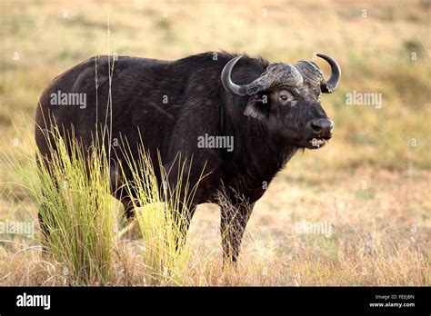 African Buffalo Silhouette Hi Res Stock Photography And Images Alamy