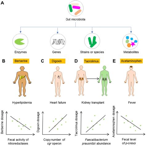 The Gut Microbiota Based Markers For The Personalized Use Of Drugs A