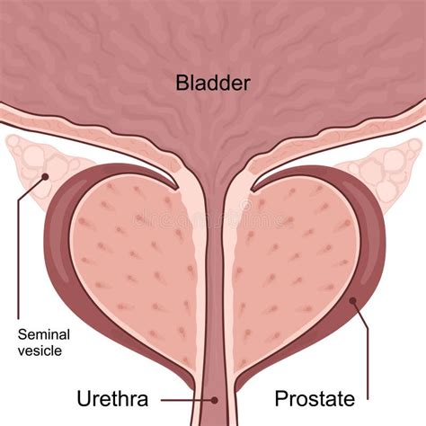 Medical Diagram Of Healthy Prostate With Bladder Stock Vector