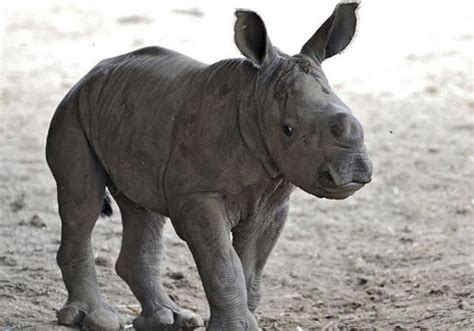 Rhino is a rare white color born