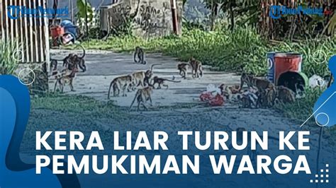 Komplotan Kera Liar Serbu Rumah Warga Di Indarung Kota Padang YouTube