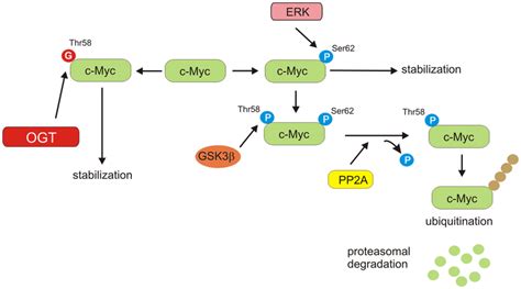 C Myc Stability Regulation Erk Phosphorylates C Myc On Ser