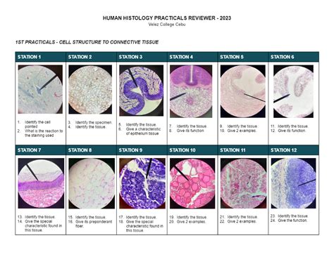 Histology 1ST Practicals Reviewer Studocu